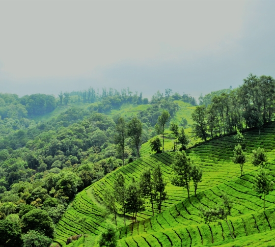 Kerala